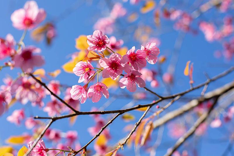 ดอกนางพญาเสือโคร่ง เชียงใหม่ ดอกนางพญาเสือโคร่ง เชียงใหม่