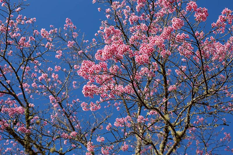 ดอกนางพญาเสือโคร่ง เชียงใหม่ ดอกนางพญาเสือโคร่ง เชียงใหม่