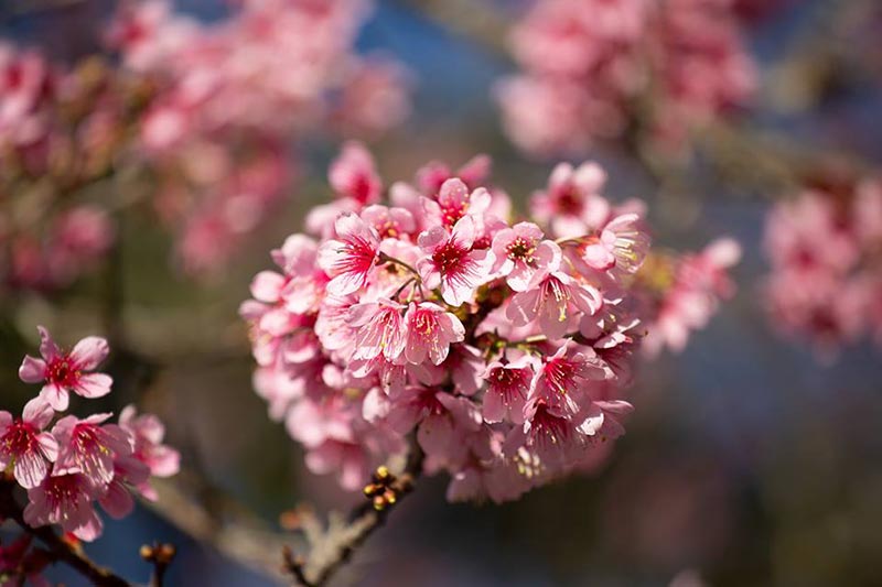 ดอกนางพญาเสือโคร่ง เชียงใหม่ ดอกนางพญาเสือโคร่ง เชียงใหม่