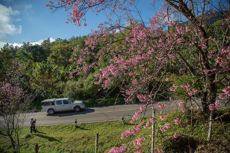 ดอกนางพญาเสือโคร่ง เชียงใหม่ ดอกนางพญาเสือโคร่ง เชียงใหม่
