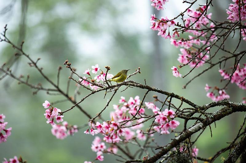 ดอกนางพญาเสือโคร่ง เชียงใหม่ ดอกนางพญาเสือโคร่ง เชียงใหม่