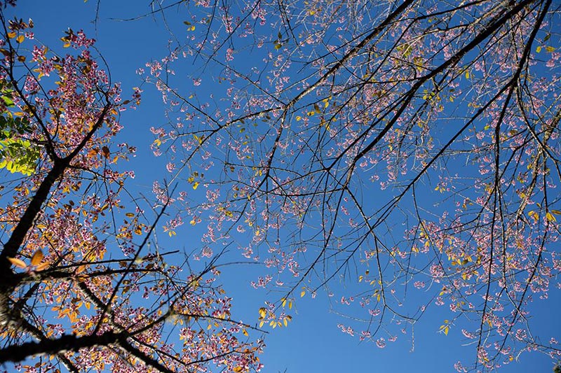 ดอกนางพญาเสือโคร่ง เชียงใหม่ ดอกนางพญาเสือโคร่ง เชียงใหม่