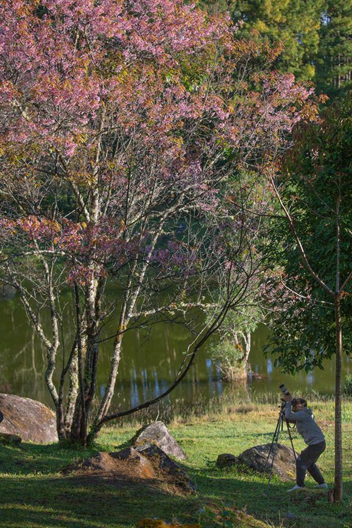 ดอกนางพญาเสือโคร่ง เชียงใหม่ ดอกนางพญาเสือโคร่ง เชียงใหม่