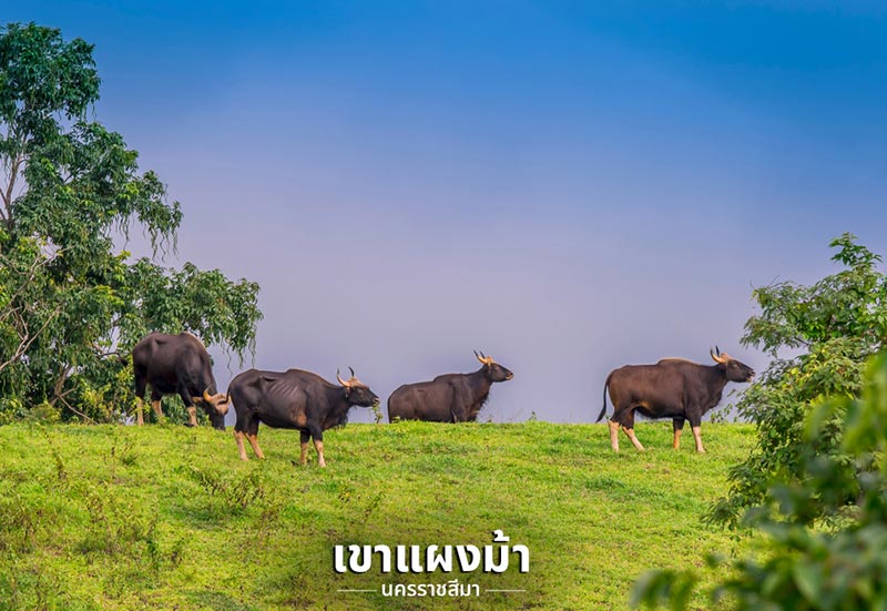 ที่เที่ยวหน้าหนาว 2561 ที่เที่ยวหน้าหนาว 2561