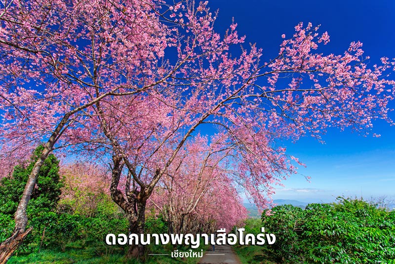 ที่เที่ยวหน้าหนาว 2561 ที่เที่ยวหน้าหนาว 2561