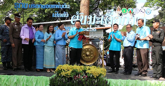 เลขอายุต้นมะเดื่อกวาง เลขอายุต้นมะเดื่อกวาง