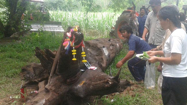 ต้นตะเคียนทอง ต้นตะเคียนทอง