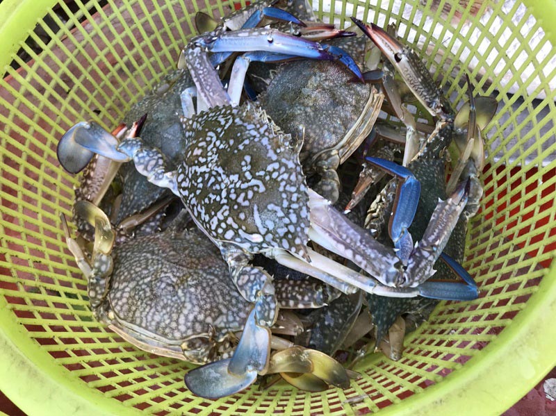 ปูม้าไข่ผัดขึ้นฉ่าย ปูม้าไข่ผัดขึ้นฉ่าย