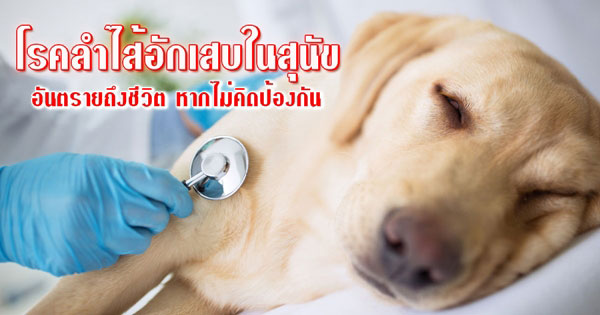 โรคลำไส้อักเสบในสุนัข โรคลำไส้อักเสบในสุนัข