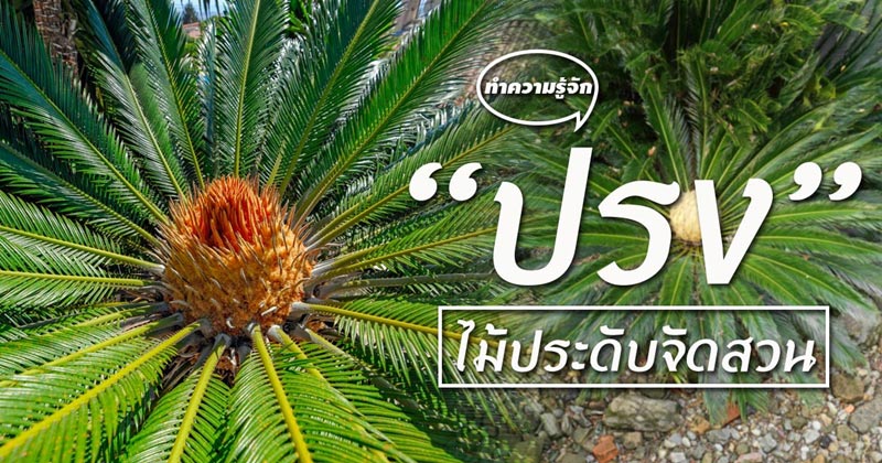 ต้นปรง ต้นปรง