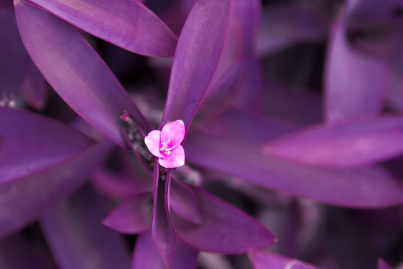 หัวใจสีม่วง หัวใจสีม่วง