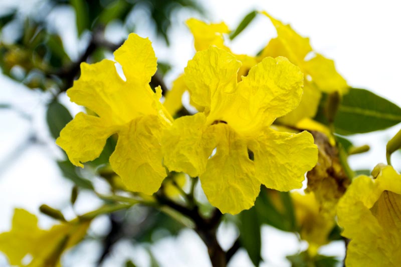 เหลืองปรีดียาธร เหลืองปรีดียาธร