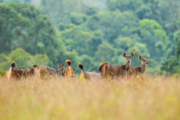 เขตรักษาพันธุ์สัตว์ป่า เขตรักษาพันธุ์สัตว์ป่า