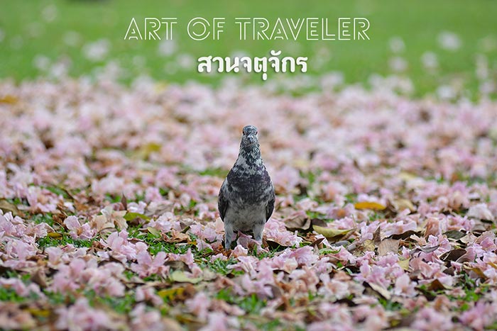ชมพูพันธุ์ทิพย์ สวนจตุจักร ชมพูพันธุ์ทิพย์ สวนจตุจักร