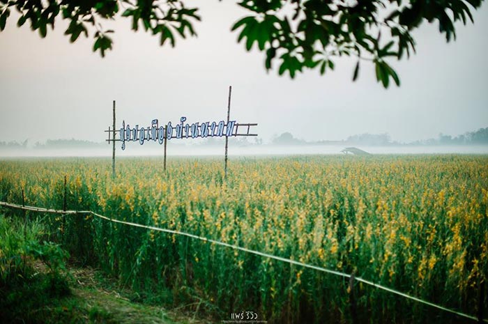 ทุ่งปอเทือง ทุ่งปอเทือง