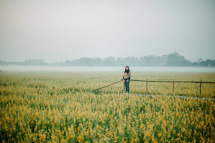 ทุ่งปอเทือง ทุ่งปอเทือง