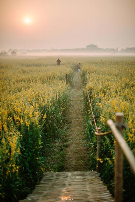 ทุ่งปอเทือง ทุ่งปอเทือง