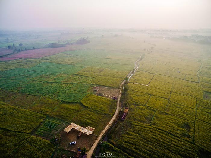 ทุ่งปอเทือง ทุ่งปอเทือง