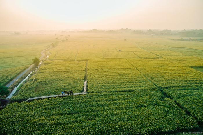 ทุ่งปอเทือง ทุ่งปอเทือง