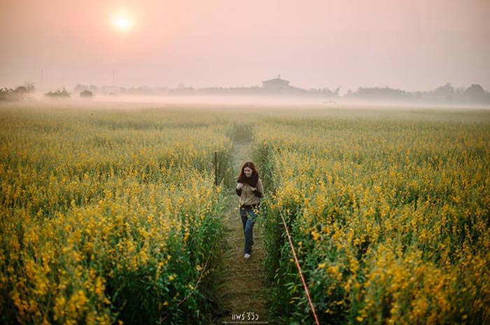 ทุ่งปอเทือง ทุ่งปอเทือง