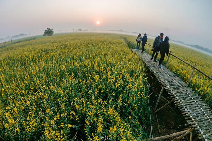 ทุ่งปอเทือง ทุ่งปอเทือง