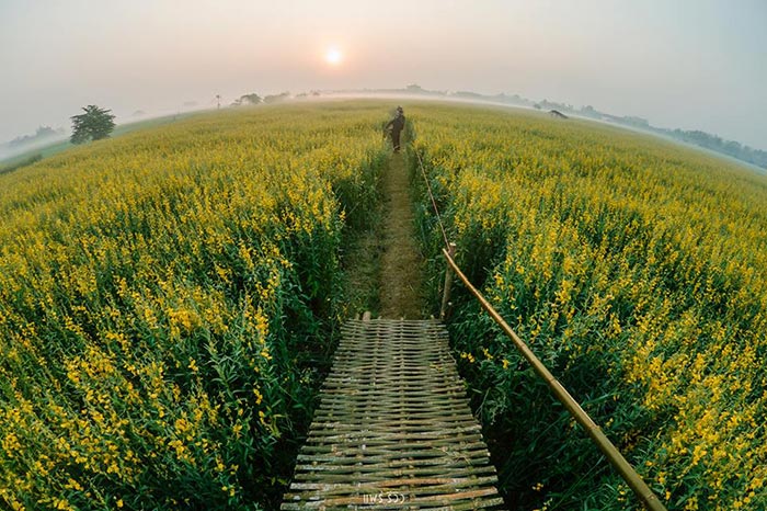 ทุ่งปอเทือง ทุ่งปอเทือง