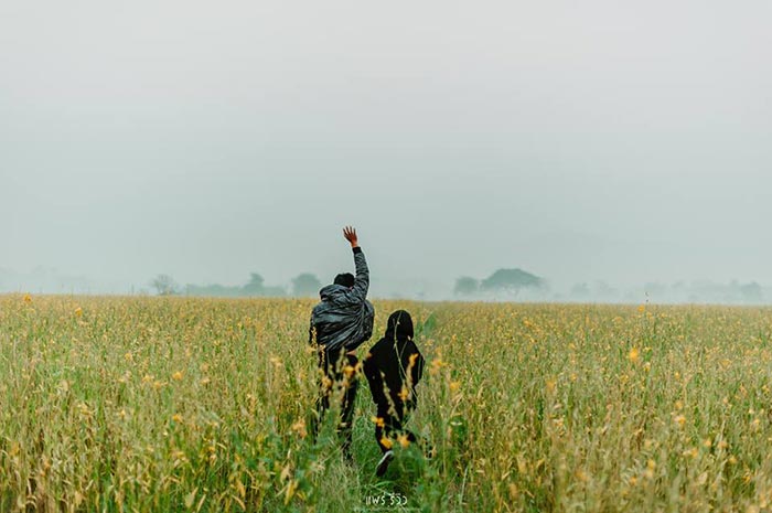 ทุ่งปอเทือง ทุ่งปอเทือง