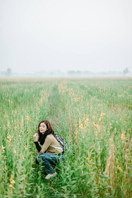 ทุ่งปอเทือง ทุ่งปอเทือง