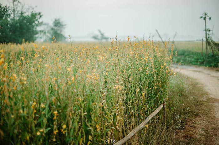 ทุ่งปอเทือง ทุ่งปอเทือง