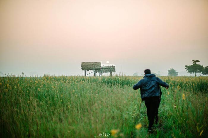 ทุ่งปอเทือง ทุ่งปอเทือง