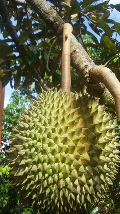 บุฟเฟ่ต์ผลไม้จันทบุรี 2561 บุฟเฟ่ต์ผลไม้จันทบุรี 2561