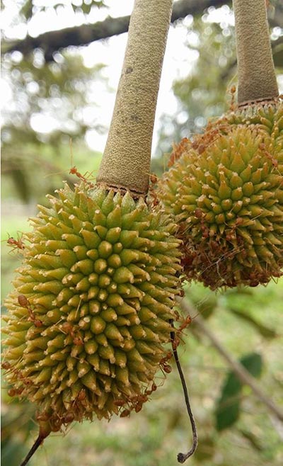 บุฟเฟ่ต์ผลไม้จันทบุรี 2561 บุฟเฟ่ต์ผลไม้จันทบุรี 2561