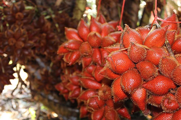 บุฟเฟ่ต์ผลไม้จันทบุรี 2561 บุฟเฟ่ต์ผลไม้จันทบุรี 2561