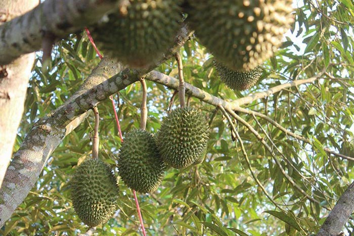 บุฟเฟ่ต์ผลไม้จันทบุรี 2561 บุฟเฟ่ต์ผลไม้จันทบุรี 2561