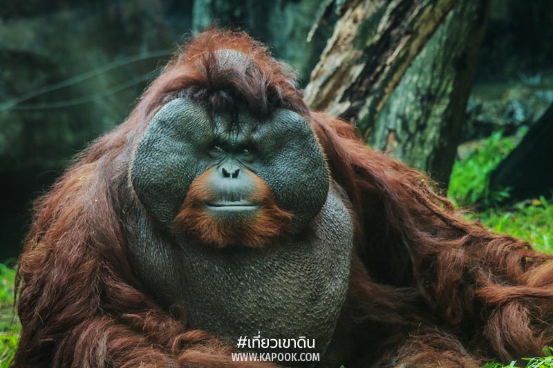 อุรังอุตัง เขาดิน อุรังอุตัง เขาดิน