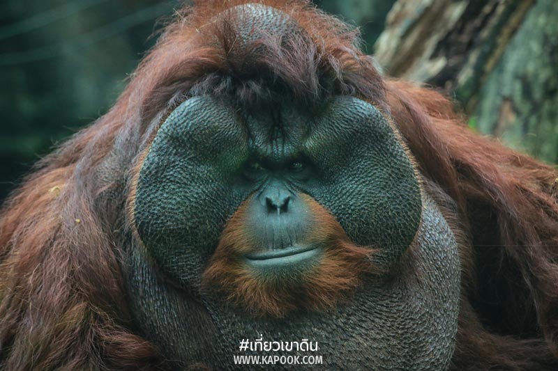 อุรังอุตัง เขาดิน อุรังอุตัง เขาดิน
