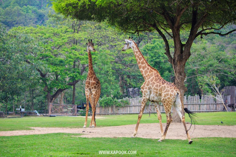 สวนสัตว์เปิดเขาเขียว สวนสัตว์เปิดเขาเขียว