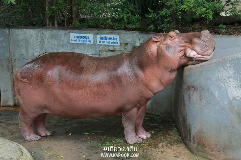 ถั่วแดง เขาดิน ถั่วแดง เขาดิน