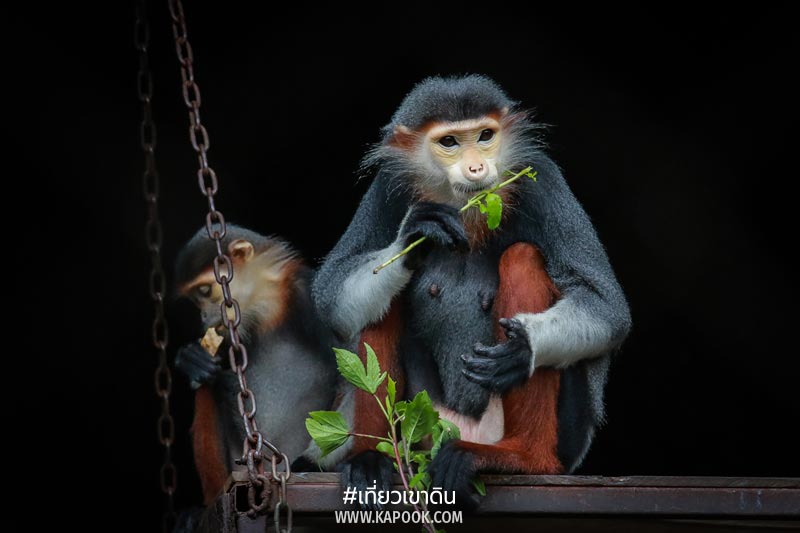 ค่างห้าสี เขาดิน ค่างห้าสี เขาดิน