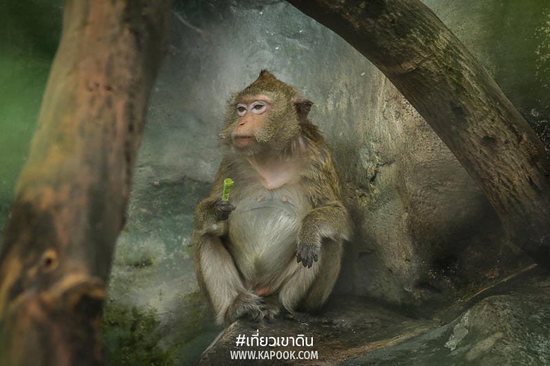 สมศรี ลิงแสมทรงเลี้ยง สมศรี ลิงแสมทรงเลี้ยง