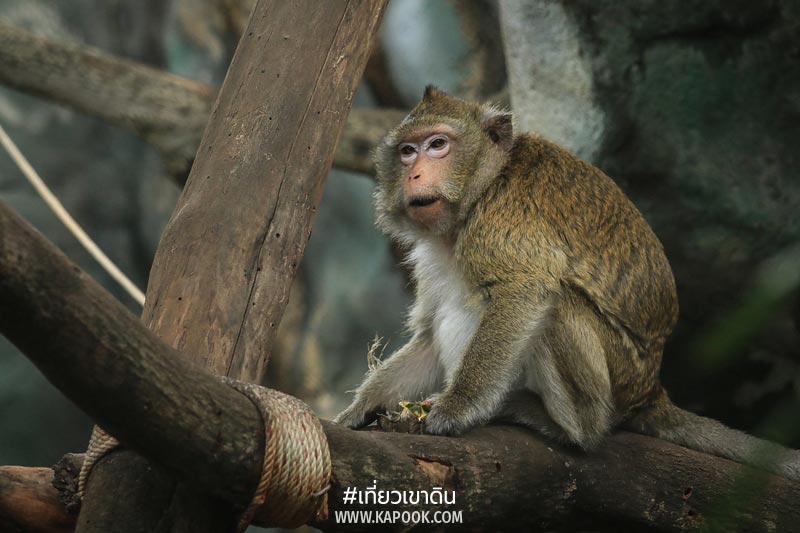 สมศรี ลิงแสมทรงเลี้ยง สมศรี ลิงแสมทรงเลี้ยง