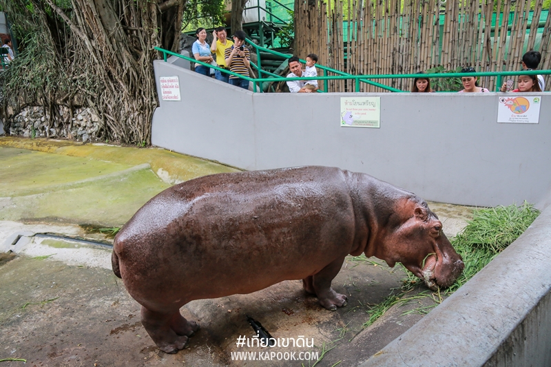 แม่มะลิ ฮิปโปโปเตมัส แม่มะลิ ฮิปโปโปเตมัส