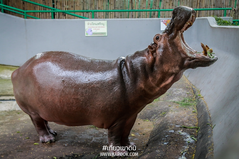 แม่มะลิ ฮิปโปโปเตมัส แม่มะลิ ฮิปโปโปเตมัส