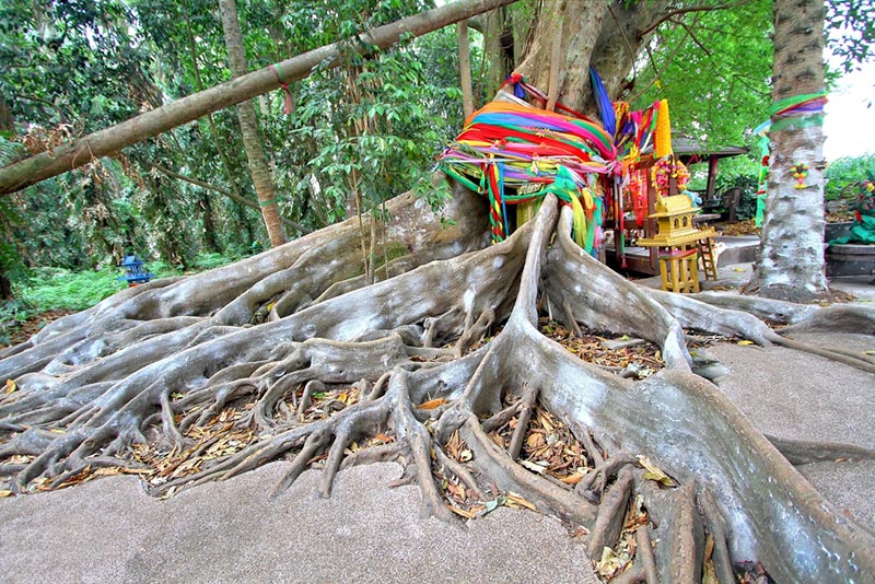 คำชะโนด รากต้นไทรขนาดใหญ่ ที่ชาวบ้านนิยมเข้ามากราบไหว้บูชาใน คำชะโนด