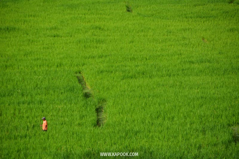 ดอยอินทนนท์ ดอยอินทนนท์