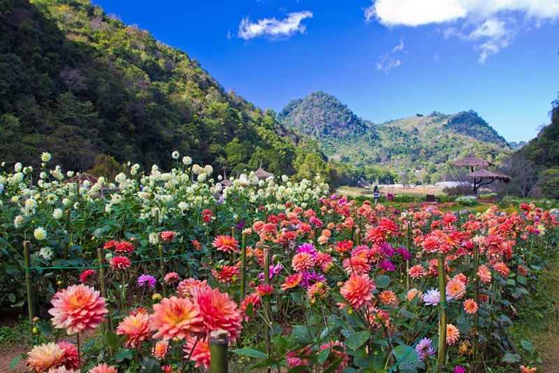 สถานที่ท่องเที่ยวเชียงใหม่ สถานที่ท่องเที่ยวเชียงใหม่
