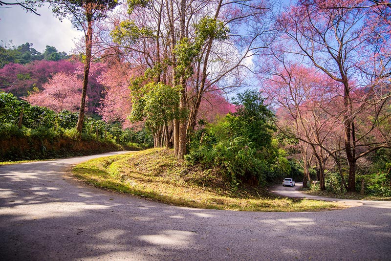 สถานที่ท่องเที่ยวเชียงใหม่ สถานที่ท่องเที่ยวเชียงใหม่