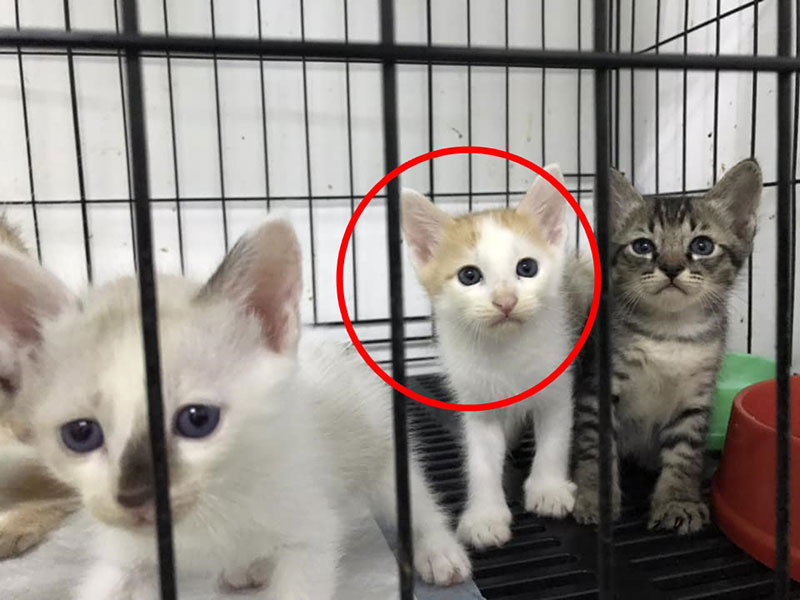 ดีเจซันทารุณกรรมแมว ดีเจซันทารุณกรรมแมว
