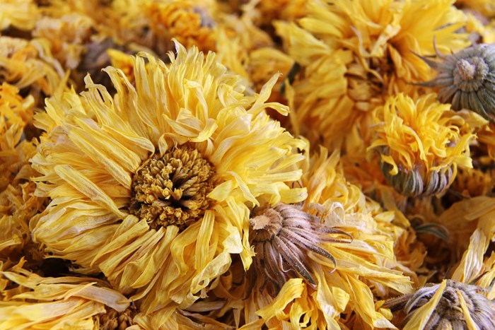 Chrysanthemum Chrysanthemum