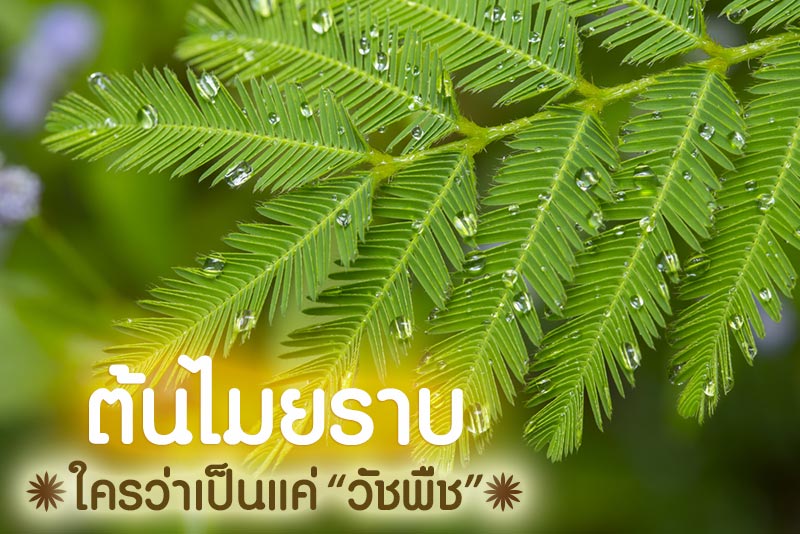 ไมยราบ ไมยราบ